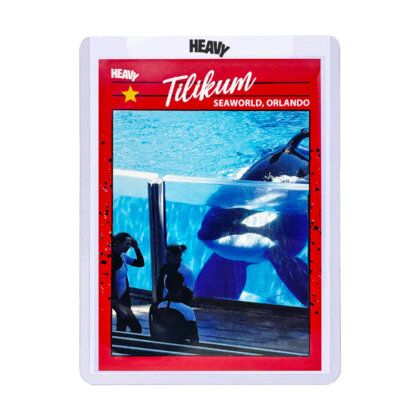 Heavy Trading Cards S3 #14 – Tilikum